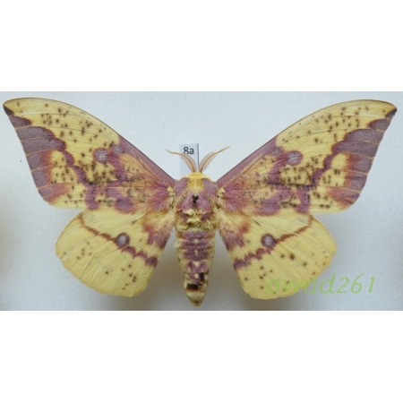 Eacles imperialis (Drury, 1773) male ex. ovo Mexico 81mm8a